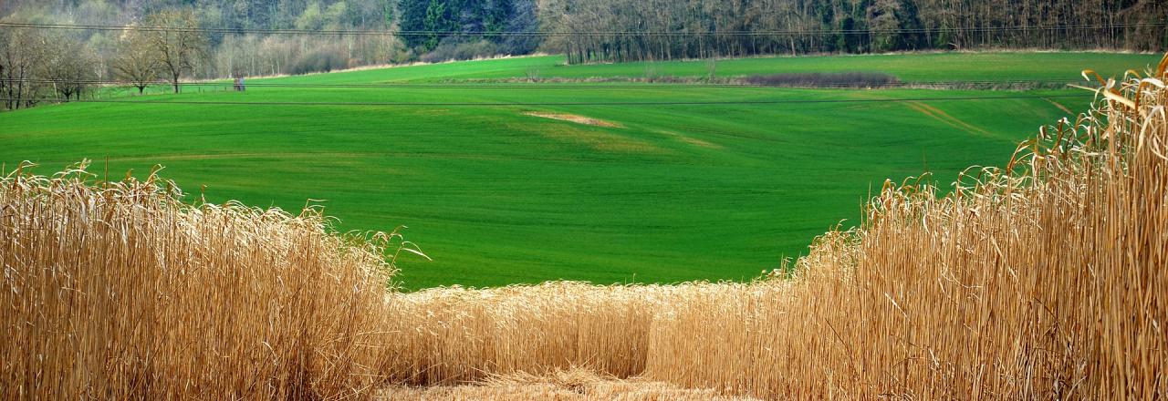 Kommt eigenes Biomasseheizwerk für zwei Kasernen im Waldviertel?