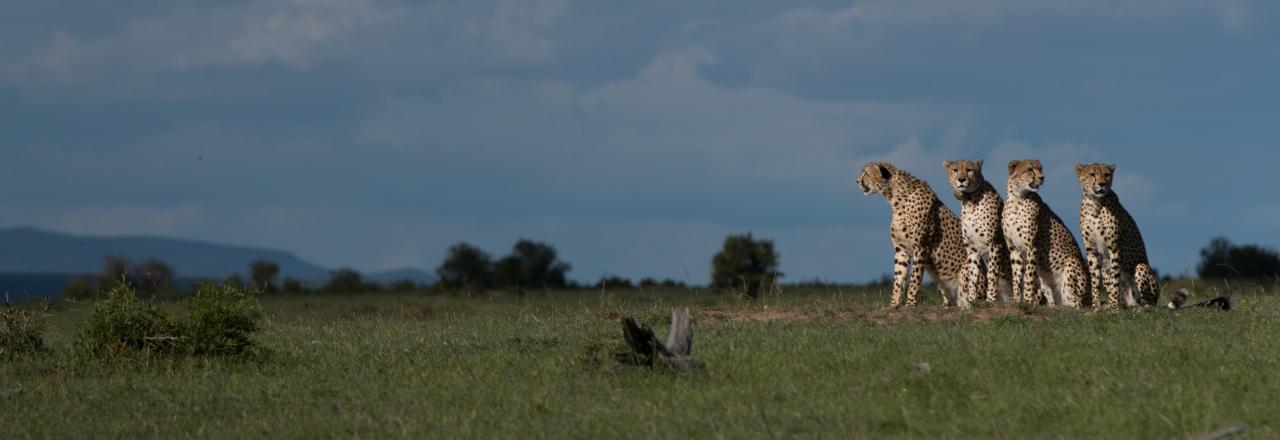 National Geographic WILD präsentiert neue Doku-Serie "Clans der Raubtiere" ab 27. August