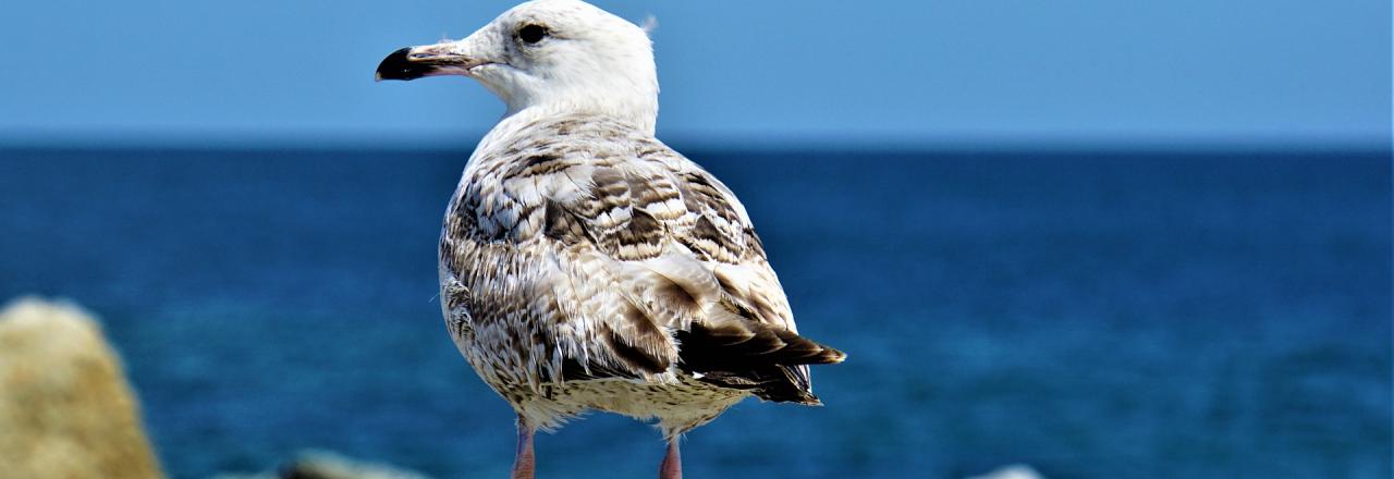 Vorreiter für den Tierschutz sind auch wirtschaftlich erfolgreich