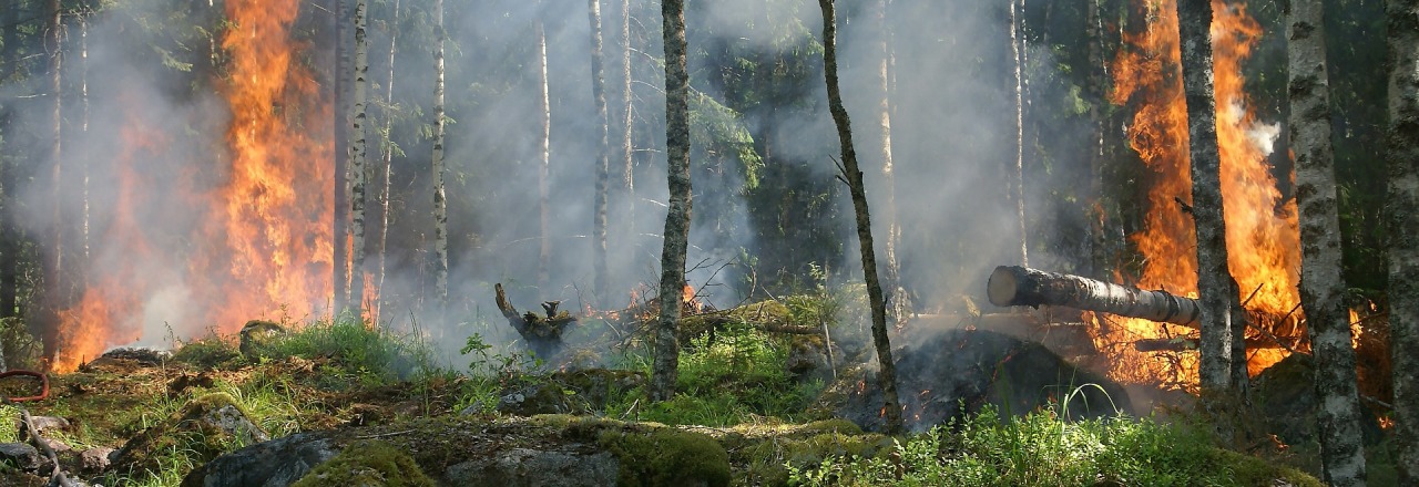 Hohe Temperaturen sorgen für hohe Waldbrandgefahr – Vorsicht in den Wäldern!