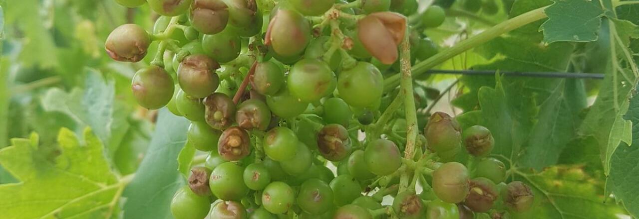 Hagelunwetter mit Schäden an Wiens Wein- und Gemüsekulturen