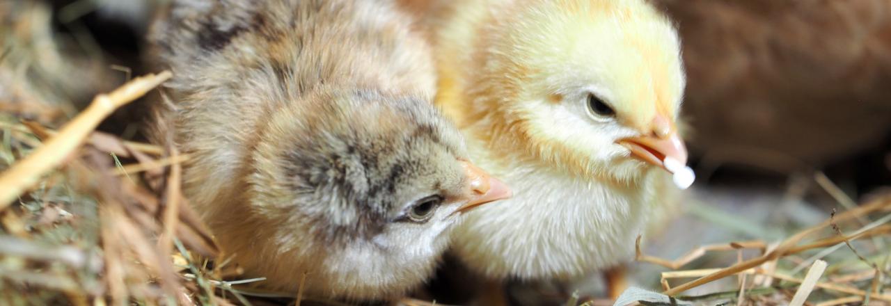 Freude über Futterspenden für die Tierglück Alm 