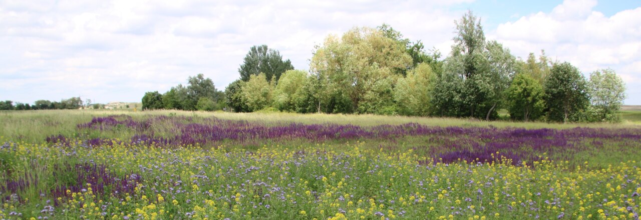 BIO AUSTRIA Höfe nehmen besondere Verantwortung für Biodiversität wahr