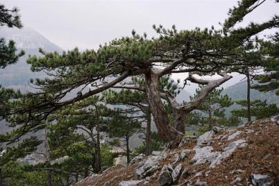 Forstliche Maßnahmen zur Pflege und Verbesserung des Waldzustandes