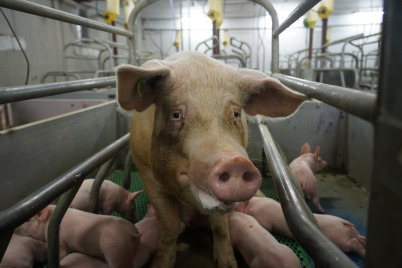 Schreckliche Zustände in nö. Schweinezucht