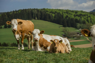 Natürlich Umfrage zum Welttierschutztag