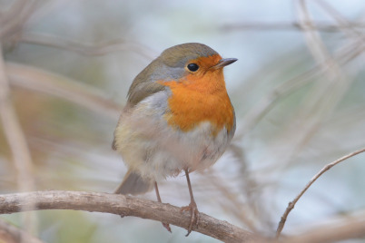 Volkshochschulen kooperieren mit BirdLife Österreich