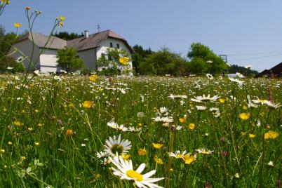 Bio-Dachverband fordert von EU-Kommission Verschiebung der neuen EU-Bio-Verordnung