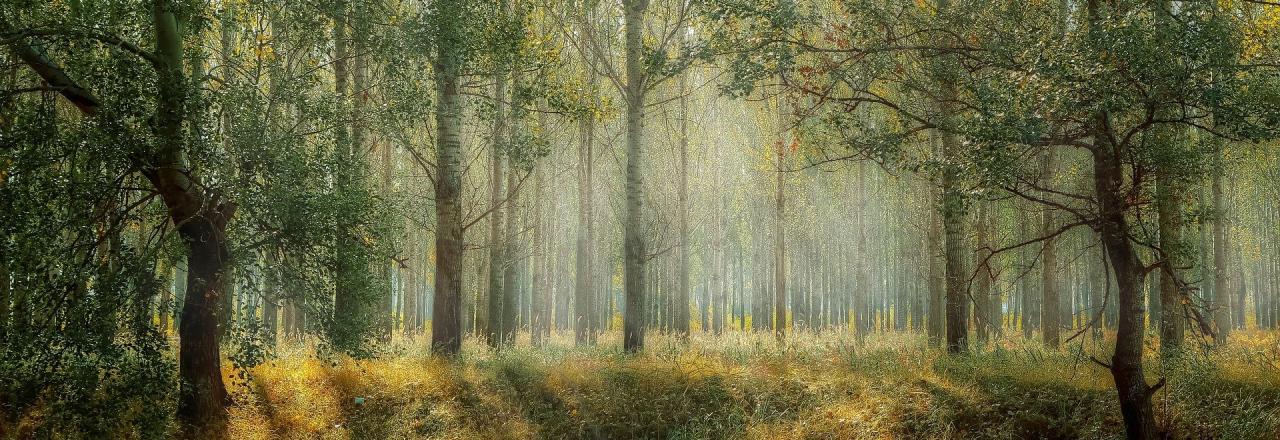 Wald als Ausweichort der Freizeitnutzung stärker im Fokus