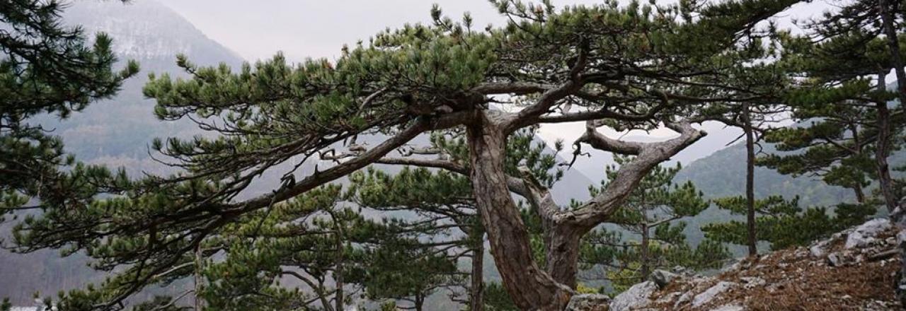 Forstliche Maßnahmen zur Pflege und Verbesserung des Waldzustandes