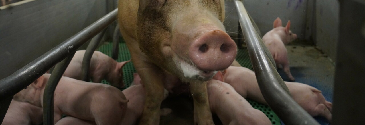 Schreckliche Zustände in nö. Schweinezucht