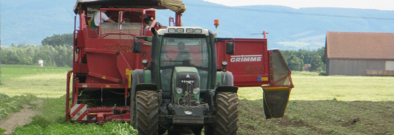 Erdäpfel-Heurigenernte in Niederösterreich gestartet