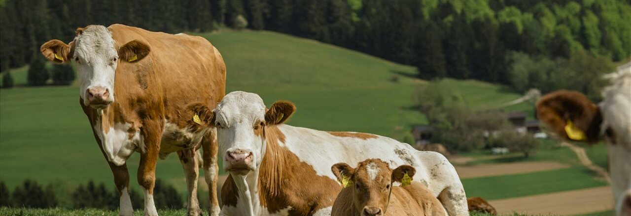 Natürlich Umfrage zum Welttierschutztag