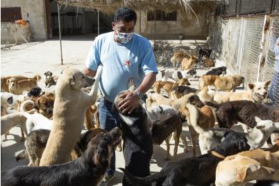 VIER PFOTEN verteilt zehn Tonnen Futter an hungernde Tiere im Libanon