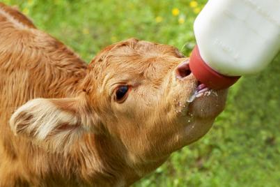 Nur echte Milch für unsere Kälber