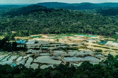 Greenpeace warnt vor globaler Waldzerstörung