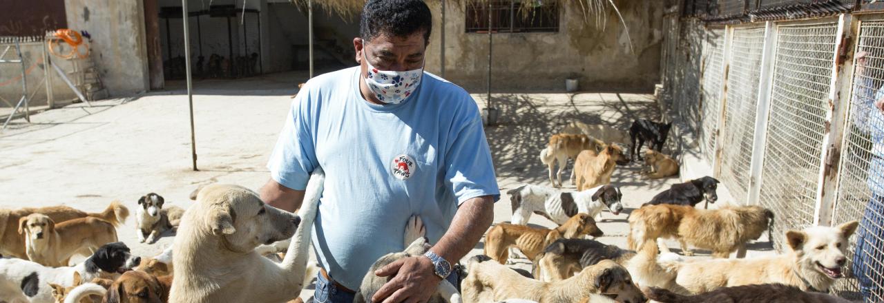 VIER PFOTEN verteilt zehn Tonnen Futter an hungernde Tiere im Libanon