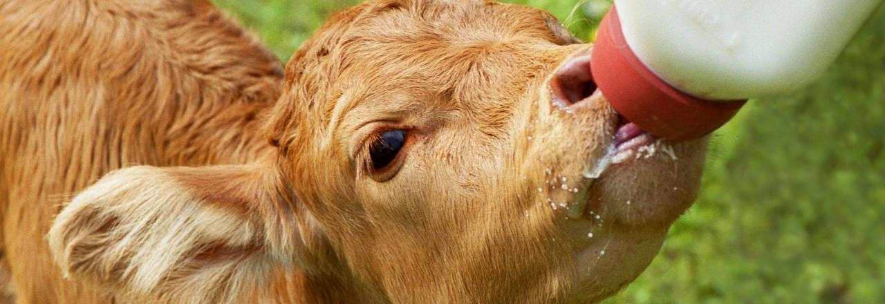 Nur echte Milch für unsere Kälber