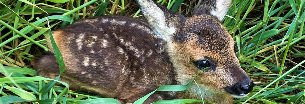 Kitzrettung durch örtliche Jägerschaft 