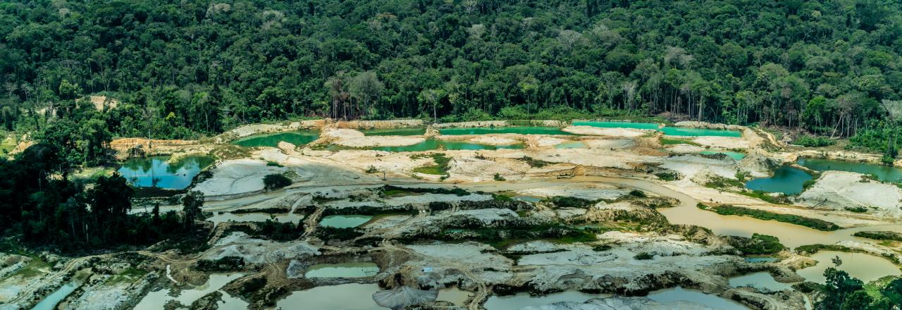 Greenpeace warnt vor globaler Waldzerstörung