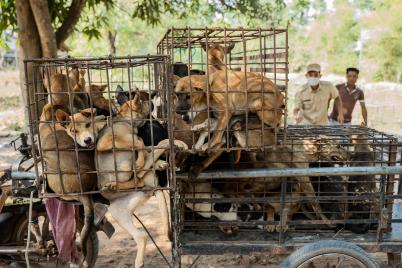 61 Hunde am Weg zum Schlachthaus noch rechtzeitig gerettet