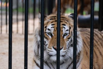 VIER PFOTEN Bericht deckt außer Kontrolle geratenen Tigerhandel auf
