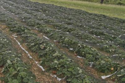 Erster schwerer Hagel trifft die Landwirtschaft: 2 Millionen Euro Schaden