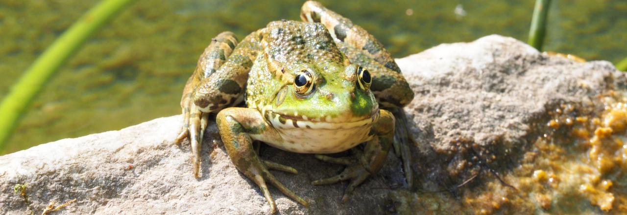 Seefrösche ,   Teichfrösche  & Molche  suchen neue Froschkönigin 