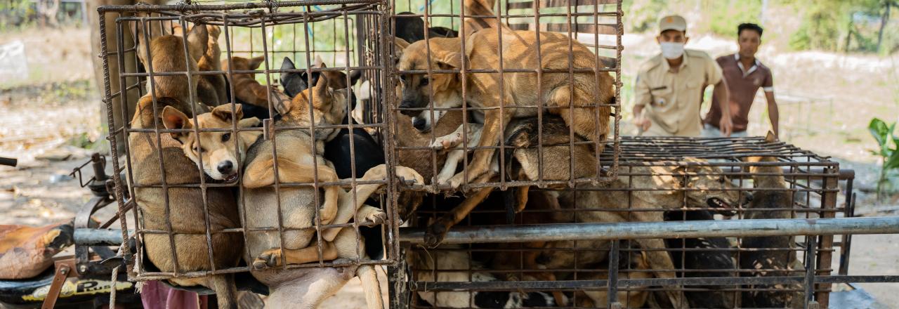 61 Hunde am Weg zum Schlachthaus noch rechtzeitig gerettet