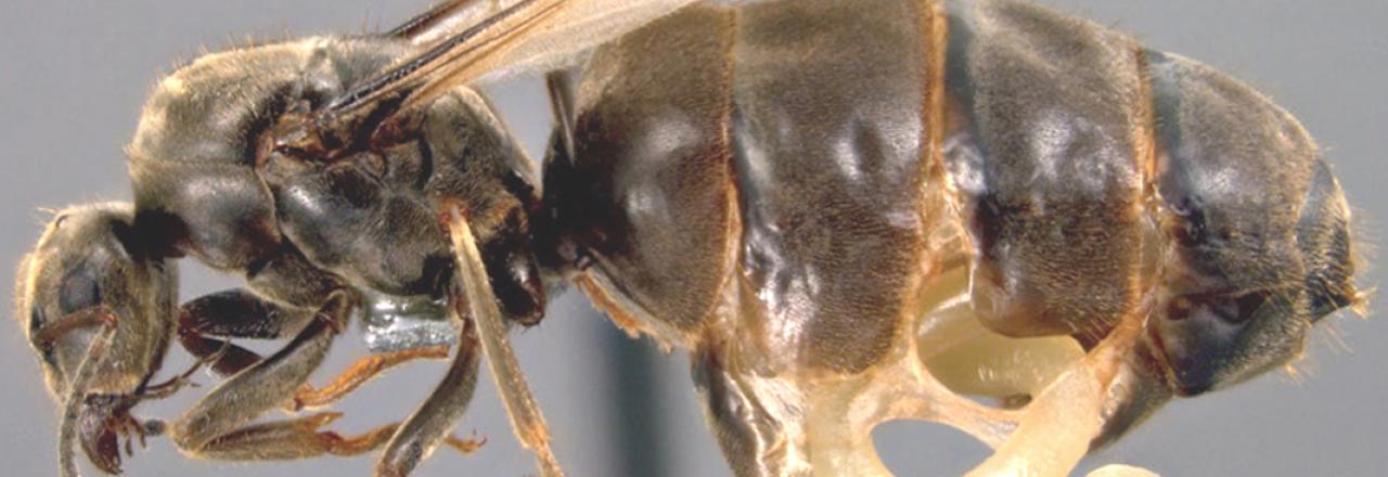 Ameisen und ihre Parasiten bieten Einblicke in die Mechanismen von Entwicklung und Evolution