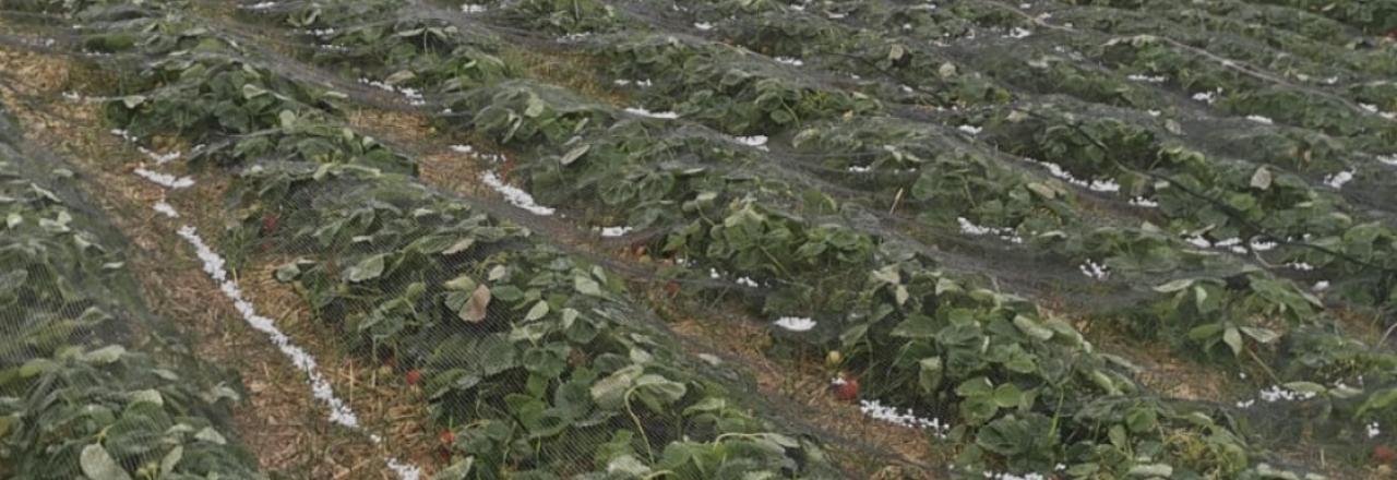 Erster schwerer Hagel trifft die Landwirtschaft: 2 Millionen Euro Schaden