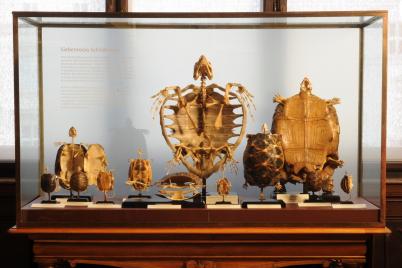 Neue Vitrine im Naturhistorischen Museum Wien 