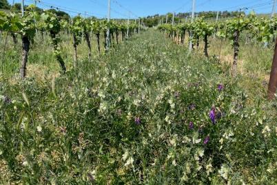 Sommervinothek in der SCHMITTN