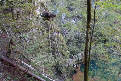 Tödlicher Wanderunfall nach Baumsturz