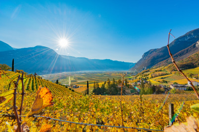 Trink-Genuss: Der „Falstaff Wein Guide Österreich/Südtirol 2021/2022“ ist da