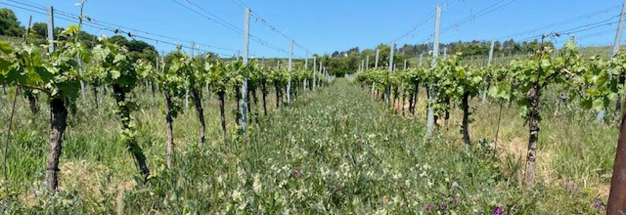 Sommervinothek in der SCHMITTN