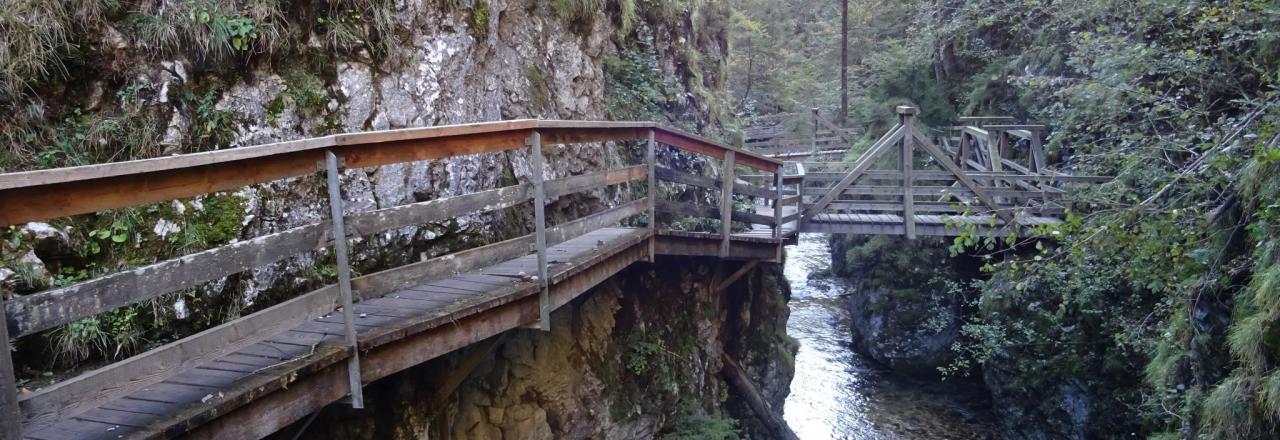 Tödlicher Wanderunfall nach Baumsturz