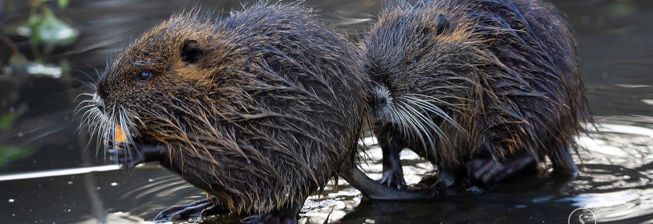 Falsch verstandene Tierliebe