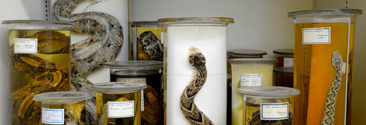 AVISO: Gemeinsames Projekt von Bundesheer und Naturhistorischem Museum Wien