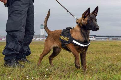 Verstärkung für die Polizeidiensthunde Niederösterreichs