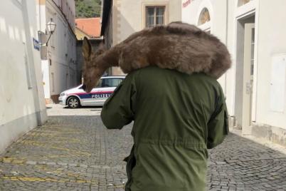 Polizist rettete Reh aus Wohnung in Krems
