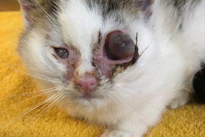 Spaziergängerin fand Kätzchen in schockierendem Zustand