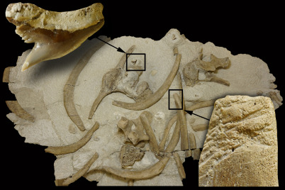 Tigerhai-Angriff vor 14.5 Millionen Jahren endete tödlich für steirische Seekuh