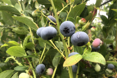 Baumschulen starten mit Superfood in die Saison