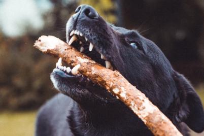 Spaziergeher von zwei Kangal schwer verletzt