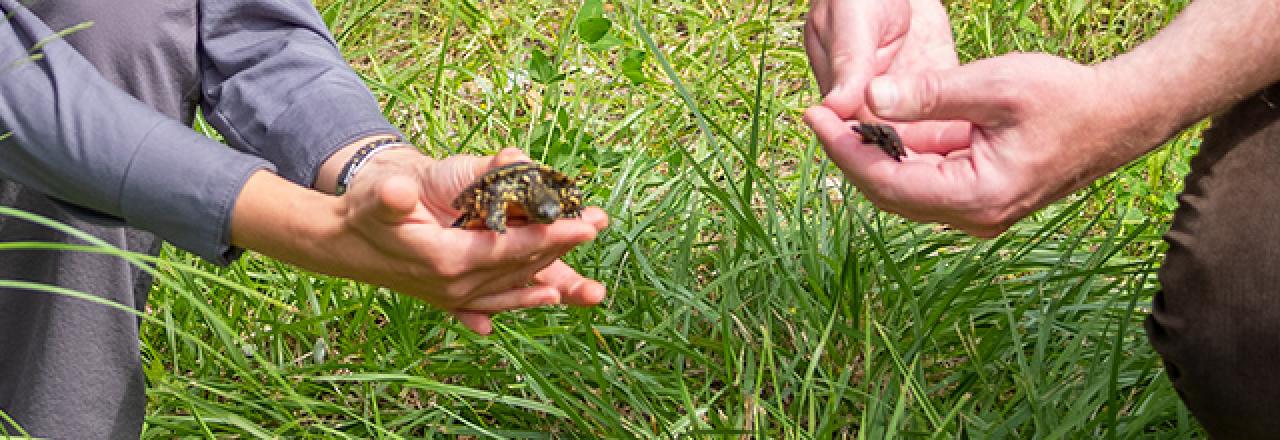 2.000 Europäische Sumpfschildkröten im Nationalpark Donau-Auen 