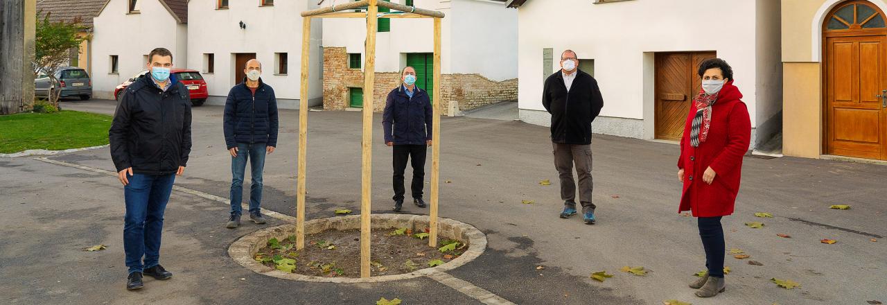 Platane als Abschluss des Projekts Kellerrundplatz