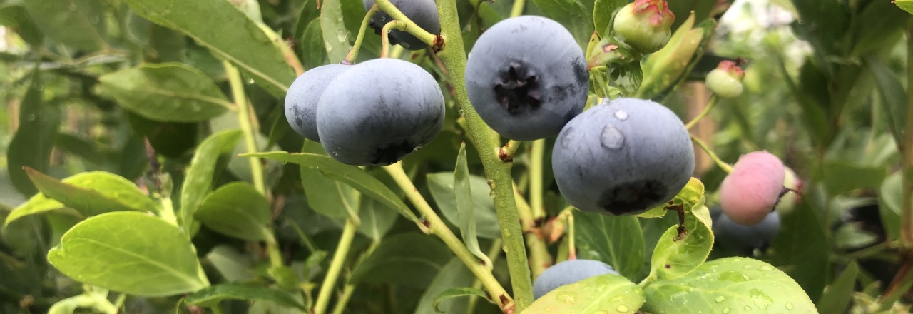 Baumschulen starten mit Superfood in die Saison