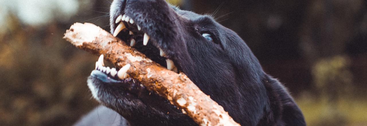 Spaziergeher von zwei Kangal schwer verletzt