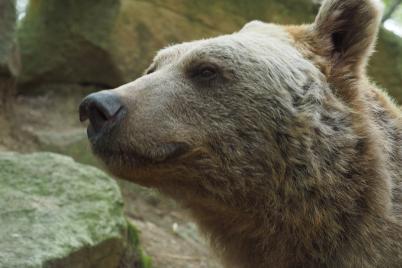 Der erste VIER PFOTEN Bär ist verstorben